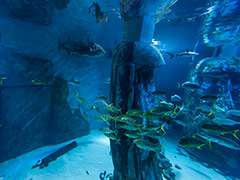 London's Aquarium