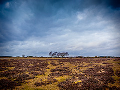 newforest