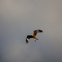 Henley-on-Thames - 02 February 2013
