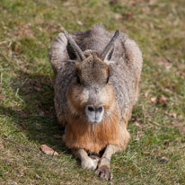 Whipsnade zoo - 07 April 2013 / Not scared the maka
