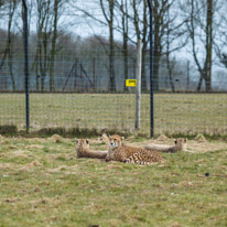Whipsnade zoo - 07 April 2013 / Leopard