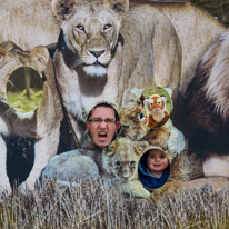 Whipsnade zoo - 07 April 2013 / Real lions...