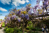 Henley-on-Thames - 01 June 2013 / Wisteria in the walled garden