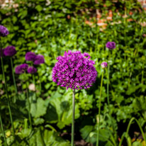 Henley-on-Thames - 01 June 2013 / Flower