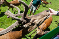 Bucklebury Farm - 30 June 2013 / The Stag getting his food directly from the visitors...