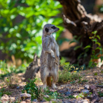 Winchester - 07 July 2013 / Meerkat