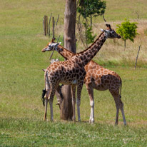 Winchester - 07 July 2013 / Giraffes