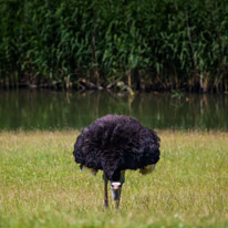 Winchester - 07 July 2013 / Ostrich