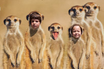 Winchester - 07 July 2013 / Our meerkats