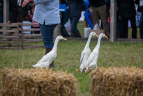 Henley-on-Thames - 14 September 2013 / Dog show