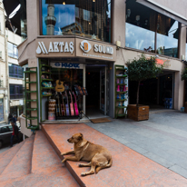 Istanbul - 3-5 October 2013 / Music shop with a dog securing the entrance
