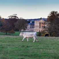 Basildon Park - 10 November 2013 / A bull in the field around Basildon