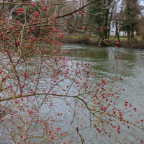 Cliveden - 23 February 2014 / The River Thames