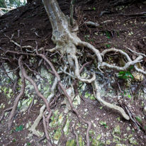Cliveden - 23 February 2014 / More roots
