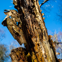 Maidensgrove - 09 March 2014 / Details of an old tree