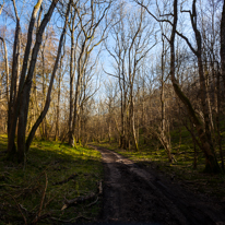 Maidensgrove - 09 March 2014 / Path in Warburg