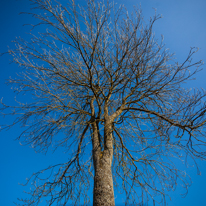 Maidensgrove - 09 March 2014 / Tree