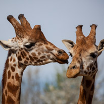 Chessington Park - 05 April 2014 / Giraffes