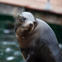 Chessington Park - 05 April 2014 / Sea Lions