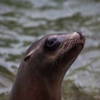 Chessington Park - 05 April 2014 / Sea Lions