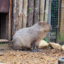 Chessington Park - 05 April 2014 / Capybara