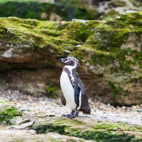 Chessington Park - 05 April 2014 / Pinguins