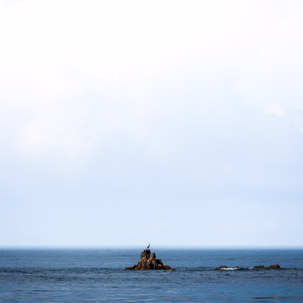 Lonely bird / Shag on a rock near the Western Isles of Scilly