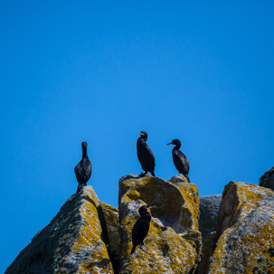 The Isles of Scilly - 20 July 2014 / Shags