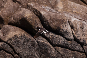 The Isles of Scilly - 20 July 2014 / Birds