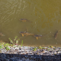 Saumur - 03 August 2014 / Fish