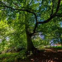 Greys Court - 17 August 2014 / Ancient tree