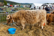 Henley-on-Thames - 13 September 2014 / Henley Show