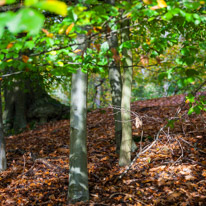Henley-on-Thames - 05 November 2014 / Woods around Greys Court