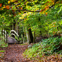 Henley-on-Thames - 05 November 2014 / Woods around Greys Court