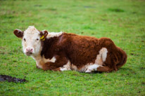 Henley-on-Thames - 05 November 2014 / Cows in a field