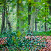 Henley-on-Thames - 05 November 2014 / Woods around Greys Court