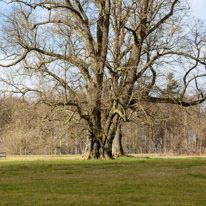Henley-on-Thames - 1 March 2015 / Tree