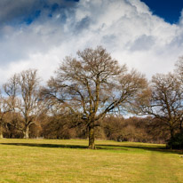 Henley-on-Thames - 1 March 2015 / Tree in the countryside