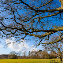 Henley-on-Thames - 1 March 2015 / Tree