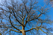 Henley-on-Thames - 1 March 2015 / Tree