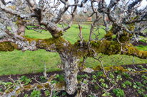 Henley-on-Thames - 1 March 2015 / Greys Court Walled Garden... love this place