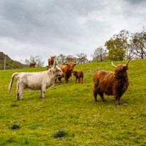 Scotland - 24 May 2015 / the next day, we decided to go for a good walk on the Hills
