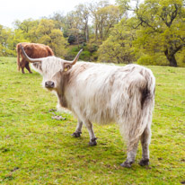 Scotland - 24 May 2015 / Highland cow
