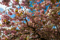 Hinton Ampner - 15 May 2016 / beautiful trees