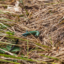 Lulworth Cove - 01 September 2016 / reptile spotted by Oscar