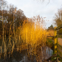 The Vyne - 05 February 2017 / Path